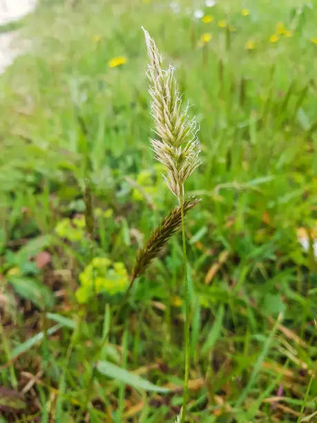 Sweet vernal, holy or vanilla grass, Anthoxanthum odoratum, growing in Galicia, Spain