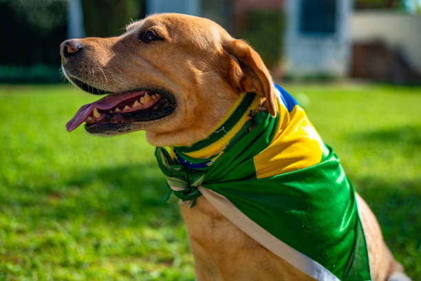 istock Dog fan from Brazil 973501340