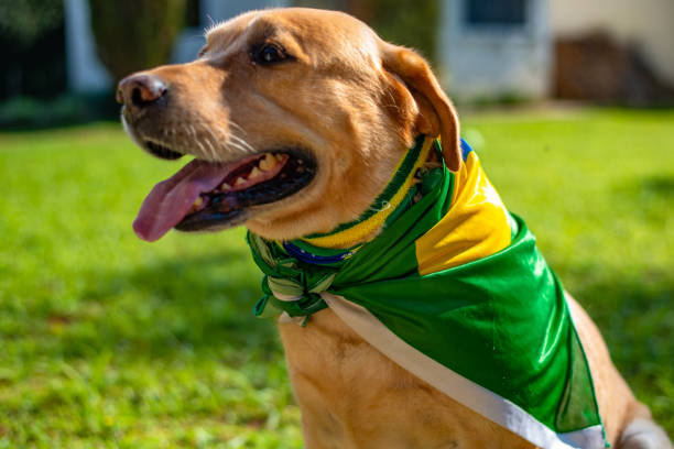 istock Dog fan from Brazil 973501350