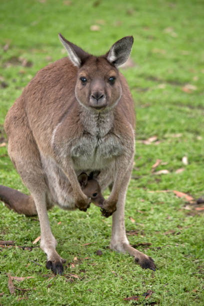 istock Kangaroo-Island kangaroo with joey 973501380