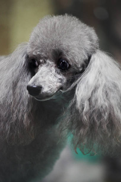 istock poodle Hairstyle groomer professional 973501444