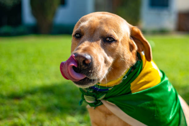 Dog fan from Brazil