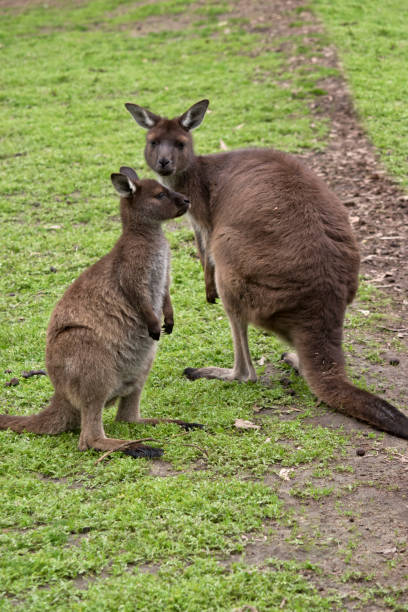 istock Kangaroo-Island kangaroo with joey 973501562