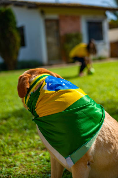 istock Dog fan from Brazil 973501638