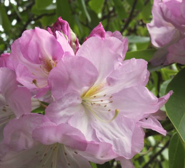istock Natural Pink Rhododendron 973501664