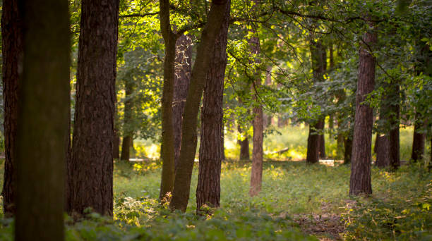 istock Foggy dark forest with a black shadows close up 973501782