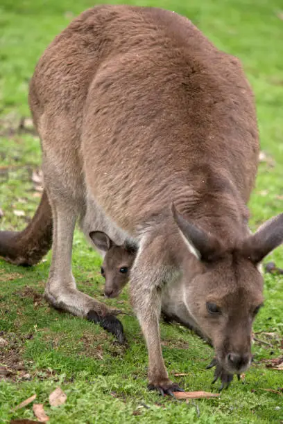 the  Kangaroo-Island kangaroo and joey are moving in a paddock
