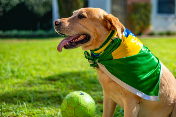 istock Dog fan from Brazil 973501934
