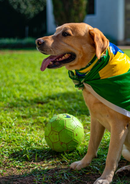 istock Dog fan from Brazil 973502246