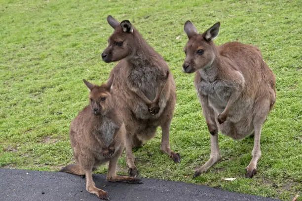 the three  Kangaroo-Island kangaroo  are standing in a paddock