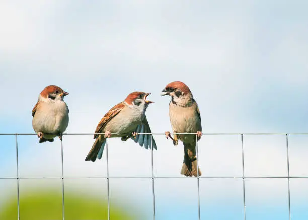 Photo of bird a Sparrow feeds its Chicks little funny sitting on the mesh fence in the garden in the spring