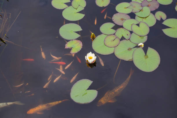 lotus or water lily flower and gold fish - frog water lily pond sunlight imagens e fotografias de stock