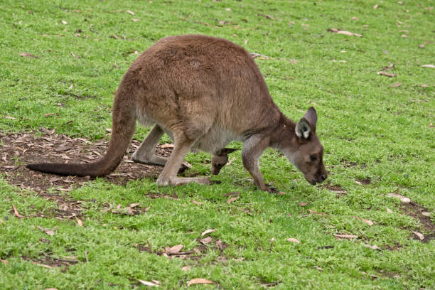 istock Kangaroo-Island kangaroo with joey 973504608
