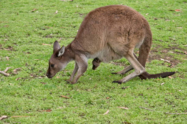 istock Kangaroo-Island kangaroo with joey 973504666