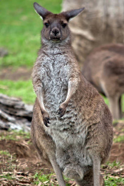 kangur zachodni szary - skippy zdjęcia i obrazy z banku zdjęć