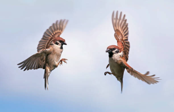 two Sparrow birds fly towards each other widely spreading their wings and feathers against the blue sky in the spring in the garden two Sparrow birds fly towards each other widely spreading their wings and feathers against the blue sky in the spring in the garden sparrow photos stock pictures, royalty-free photos & images