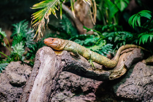 Close up of the lizards