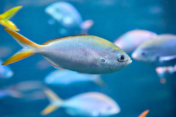 gran banco de peces de mar yellowback fusileros o xanthonota de caesio. - yellowback fusilier fotografías e imágenes de stock