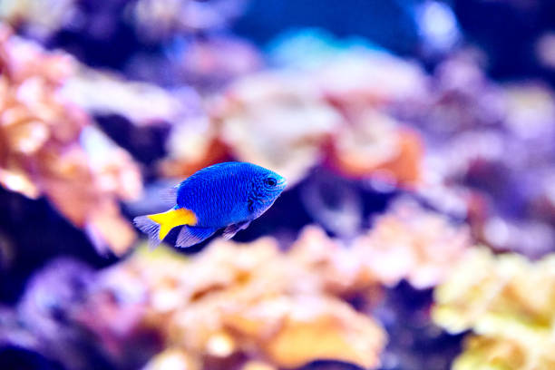 jaune demoiselle queue ou chrysiptera parasema sous l’eau dans l’aquarium d’eau de mer. - poisson demoiselle photos et images de collection