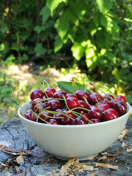 Organic cherries from home garden in a bowl.