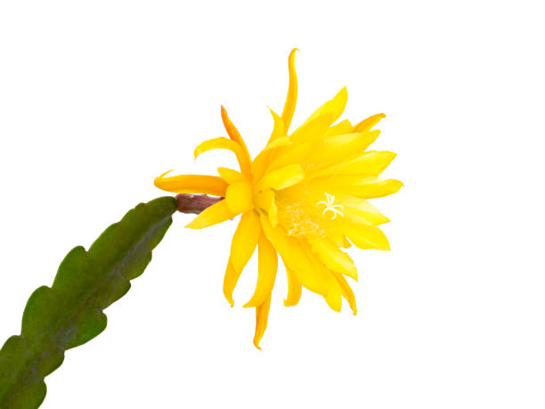 istock Yellow flowering cactus (Epiphyllum hybrid) isolated 973519216