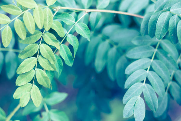 istock Close up of summer false indigo oval leaves 973525212