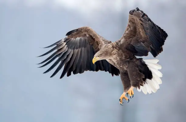 White tailed eagle (Haliaeetus albicilla)