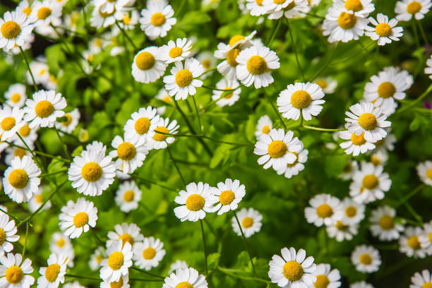 istock big daisy on the field closeup 973531652