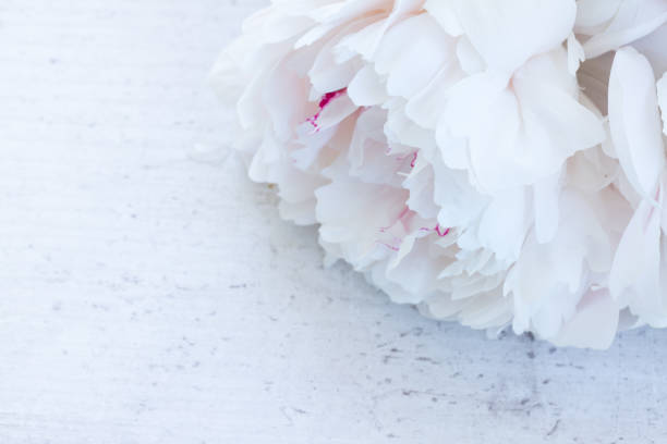 istock Fresh peony flowers 973534478