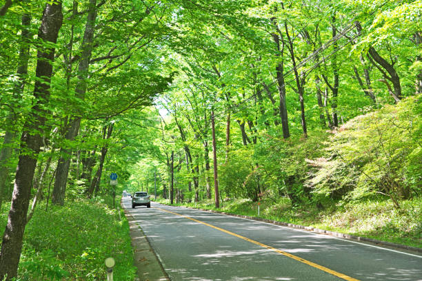 The road in the fresh green
