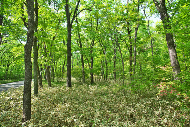 istock A beautiful forest of fresh green 973539808