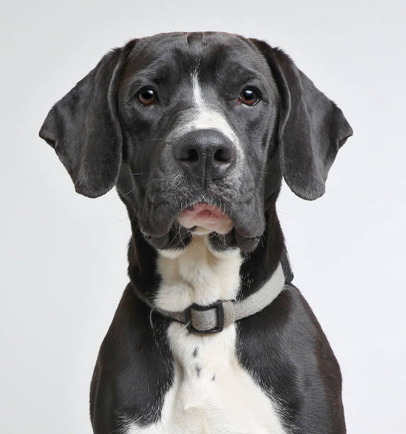 Beautiful portrait of a Great Dane with whole ears. The glimpse of the great dane is attentive and perhaps a little sad because it is behind the bars of a railing.