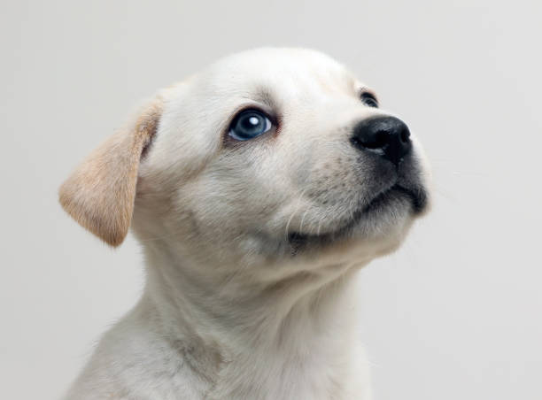 istock Beagle Husky puppy hoping to be adopted 973539922