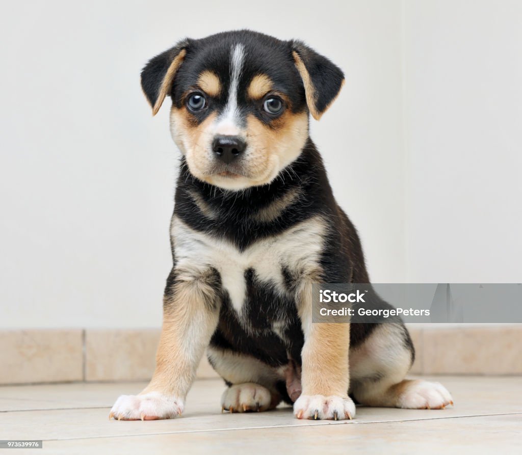 Beagle Husky Mix Puppy Beagle Husky Mixed Breed Puppy Hoping To Be Adopted Stock Photo - Download Image Now - iStock