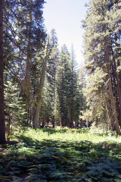 istock Views of trees, cliffs, and mountains in Yosemite 973540004