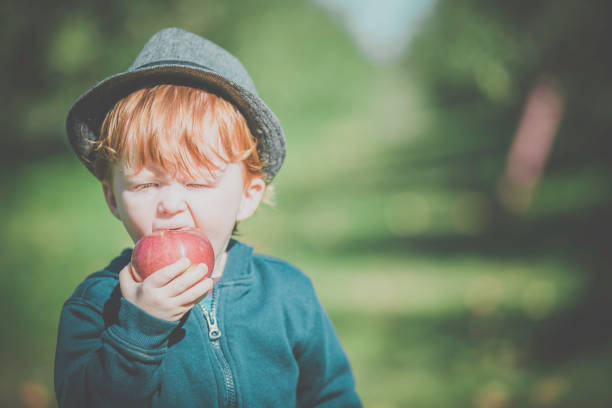 istock Young Redhead Baby Boy Picking Apples in Orchard 973542576