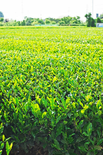 istock Fresh green tea field 973546762