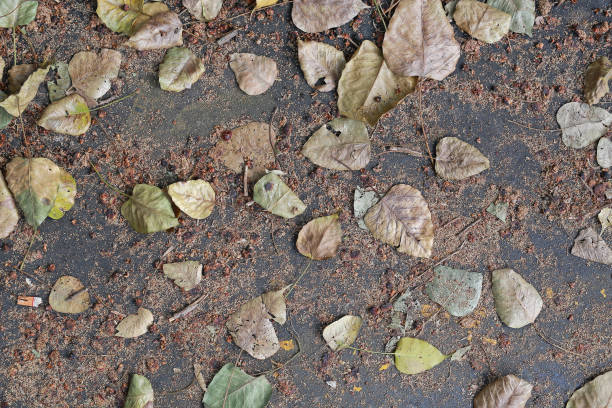 istock Autumn dried leaves on a ground. 973547676