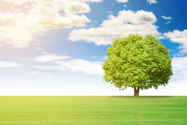 istock landscape of grass and big trees 973550558