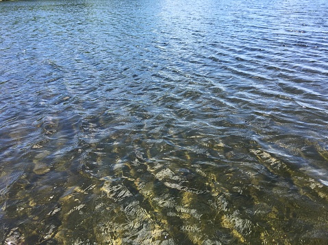 Underwater environment beneath the ocean surface with seaweed and kelp beds.