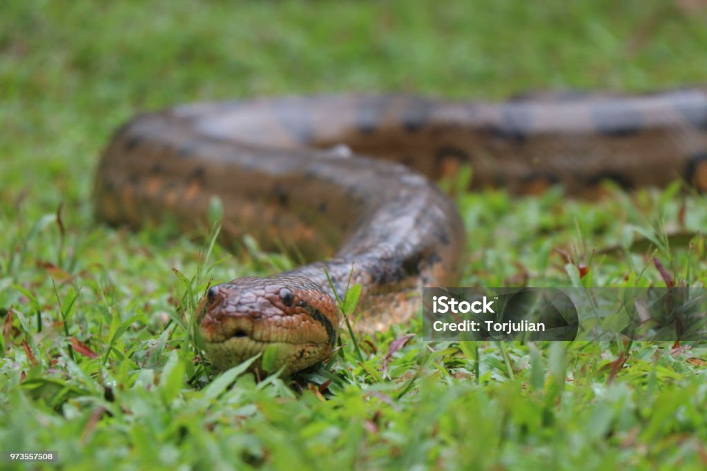 Anaconda - Photo de Anaconda - Boa libre de droits