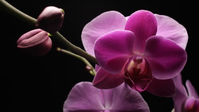 Orchid bud flower blooming timelapse (Phalaenopsis Orchid)