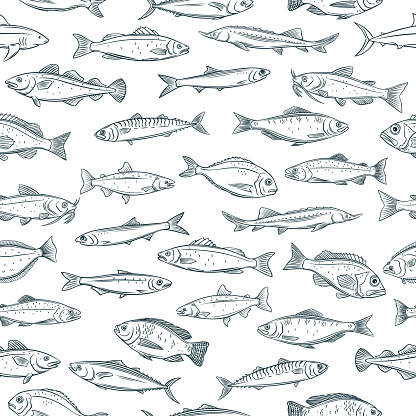 Vector seamless pattern hand drawn fish. Retro background with seafood tilapia, ocean perch, sardine, anchovy, sea bass, dorado and etc.