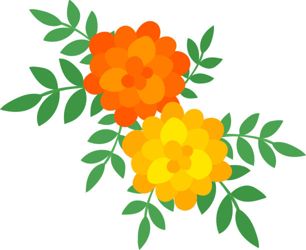 The illustration of flower The illustration of marigold marigold stock illustrations
