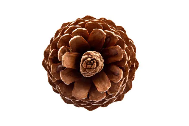 Photo of Pine Cone- Top View