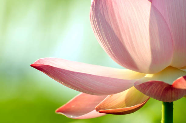 beauté de la nature  - lotus single flower water lily water photos et images de collection