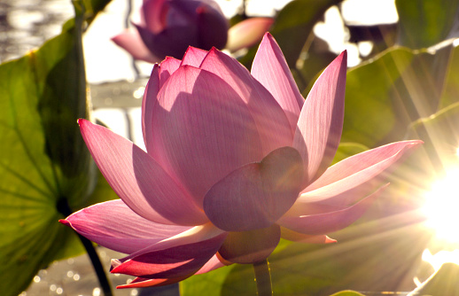 Blossom lotus flower in sunset
