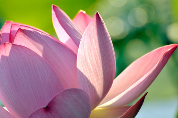 istock Beauty in nature 973571142