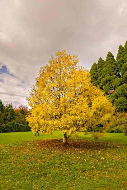 istock Mount Wilson  beautiful autumn color 973576552