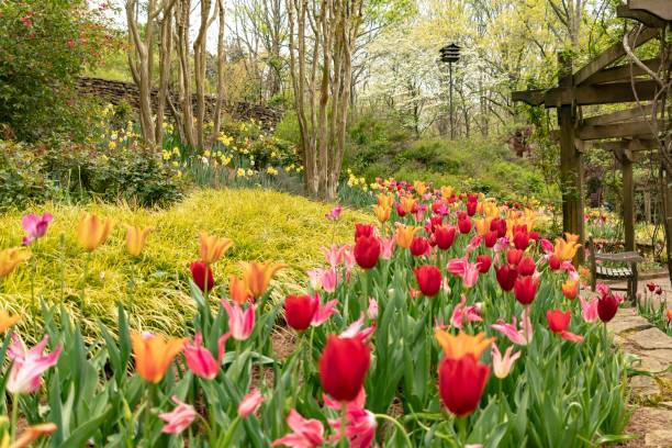 istock Tulip flower bed amidst A garden 973576828